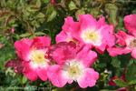 Laurent Nicolas rose photo