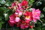 Residenz rose photo