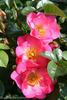 Residenz rose photo