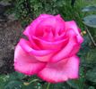 The Wright Brothers rose photo