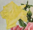 Madame Jenny Gillemot rose photo