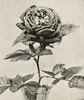 Earl of Dufferin rose photo