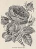 Madame Charles Wood rose photo