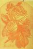 Madame Welche rose photo