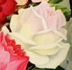 Bessie Brown rose photo