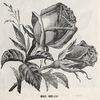 Madame Welche rose photo