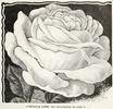 Cornelia Cook rose photo