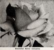 Silver Columbia rose photo