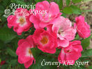 Červený kříž sport rose photo