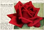 David O. Dodd rose photo
