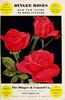 Hollywood rose photo