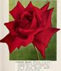 Crimson Queen rose photo