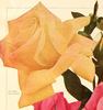Madame Jenny Gillemot rose photo