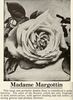 Madame Margottin rose photo