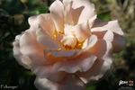 Folksinger rose photo