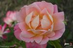 Inspiration rose photo