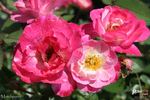 Matchpoint rose photo