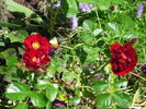 Fuzzy Wuzzy Red rose photo