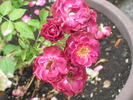Saint Mary ™ rose photo