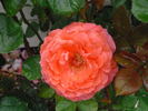 Sweet Promise ™ rose photo