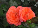 Sweet Promise ™ rose photo