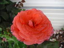 Sweet Promise ™ rose photo