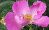 Carlin's Rhythm rose photo