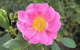 Basye's Blueberry rose photo