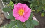 Basye's Blueberry rose photo