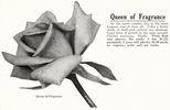 Queen of Fragrance rose photo