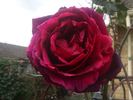 Mister Lincoln, Cl. rose photo