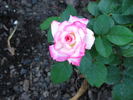Sandy's Pick rose photo