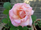 Straight Arrow ™ rose photo
