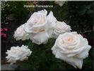 Helena Renaissance rose photo