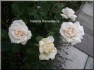 Helena Renaissance rose photo