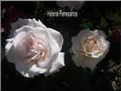 Helena Renaissance rose photo