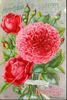 Coronet (hybrid tea, Dingee rose photo