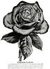 Capitaine Lefort rose photo