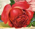 J.-B. Varonne rose photo