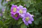 Tausendjähriger Rosenstock v. Hildesheim rose photo