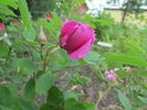 Fanny Heath rose photo
