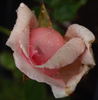 Hovyn de Tronchère rose photo