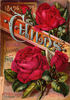Climbing Meteor rose photo