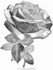 J.-B. Varonne rose photo