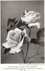 Rod Stillman rose photo
