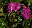 Verdi rose photo