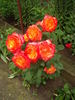 Alinka rose photo