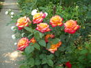 Alinka rose photo