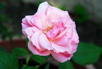 Neige Rose rose photo