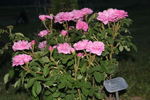 Duchesse de Verneuil rose photo